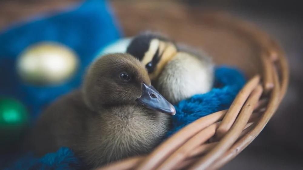 Cómo los abogados fomentan la felicidad de los patos