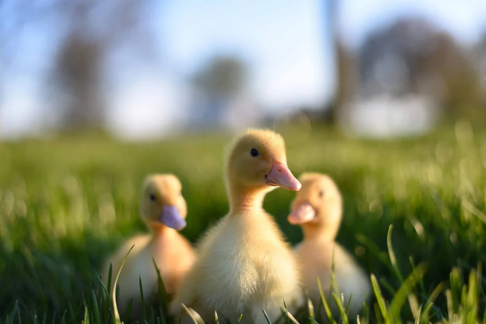 Orientaciones legales para asegurar la salud de tu patito bebé