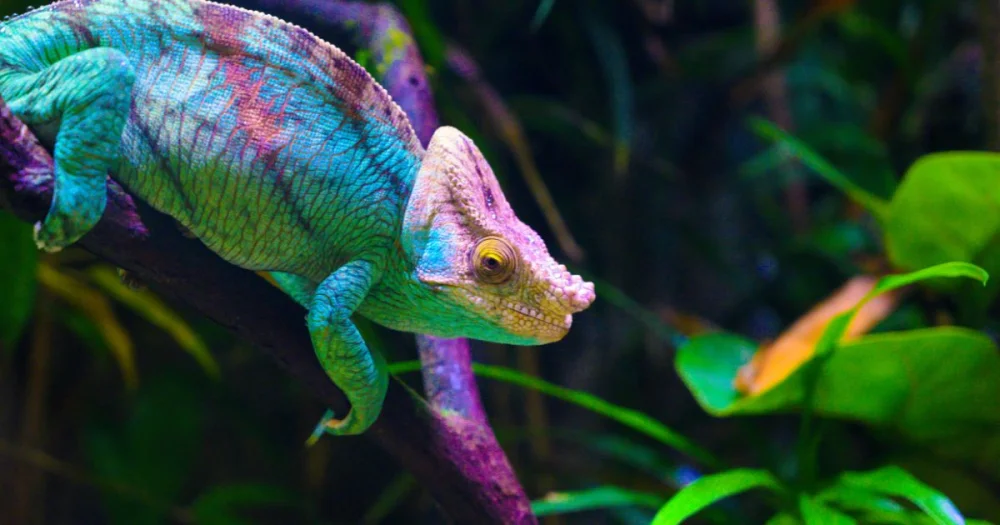El animal que representa la traición en el ámbito legal