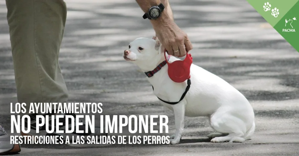 El absurdo de un perro en el ámbito legal