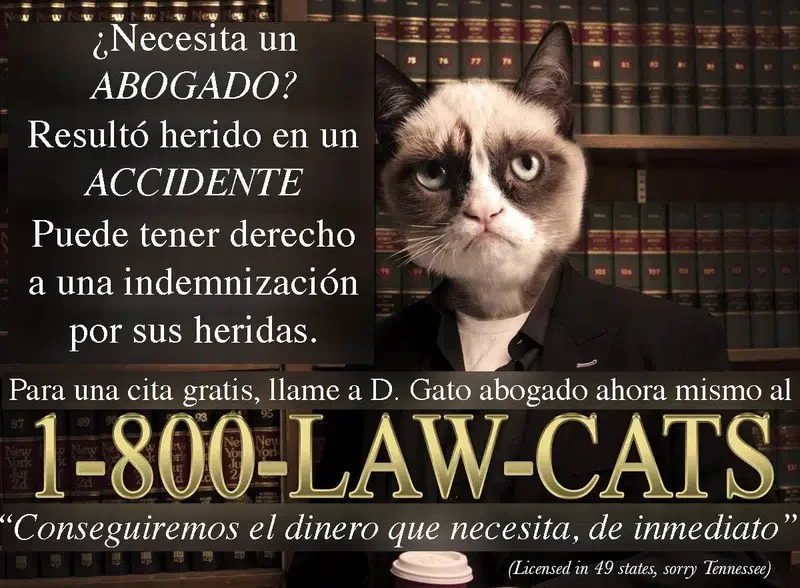 El colmo felino en el ámbito jurídico: un gato abogado