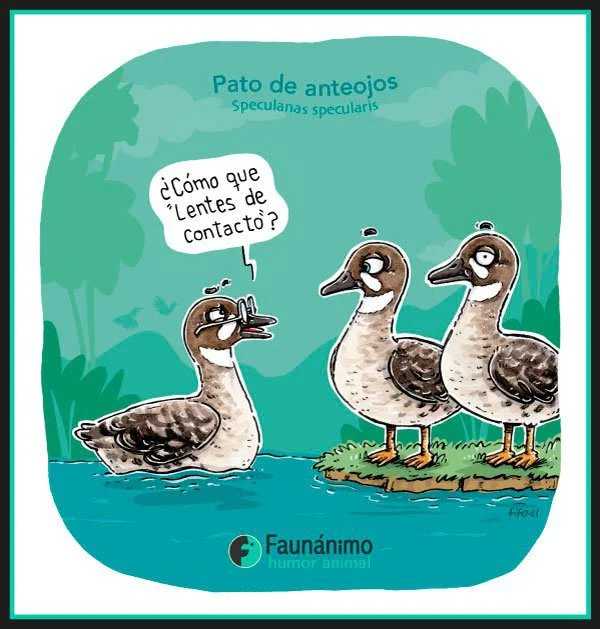 El ingenioso colmo de un pato en el ámbito legal