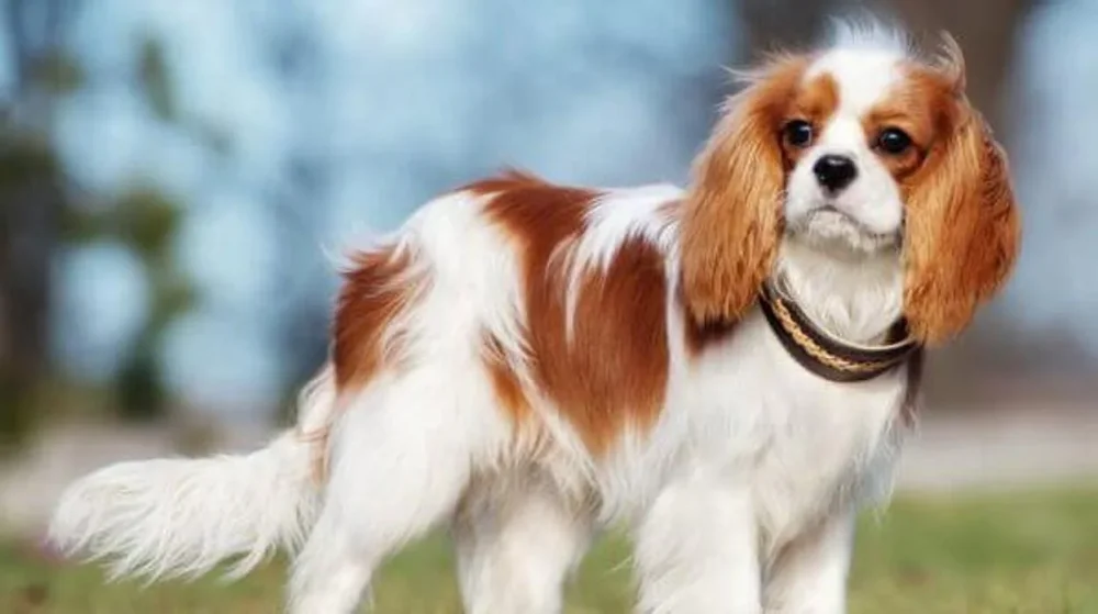 Mascotas perfectas para abogados: ¿cuál elegir?