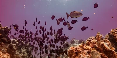 Estudia oceanología con la orientación de abogados especializados