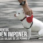 El absurdo de un perro en el ámbito legal