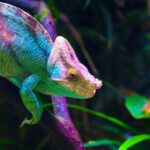 El animal que representa la traición en el ámbito legal