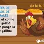 El colmo de la gallina en el mundo legal