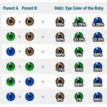 El color de ojos de los hijos: ¿Quién lo decide?