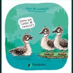 El ingenioso colmo de un pato en el ámbito legal