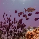 Estudia oceanología con la orientación de abogados especializados