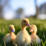 Orientaciones legales para asegurar la salud de tu patito bebé